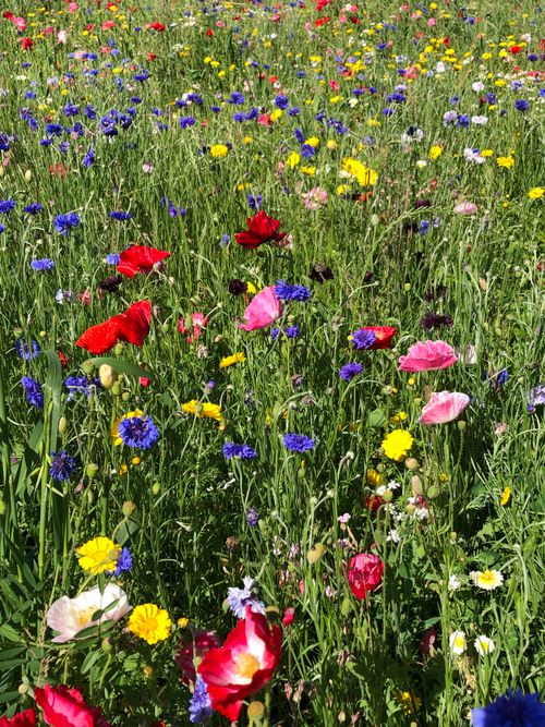 Free Explore a colorful wildflower meadow bursting with vibrant blossoms during spring. Stock Photo