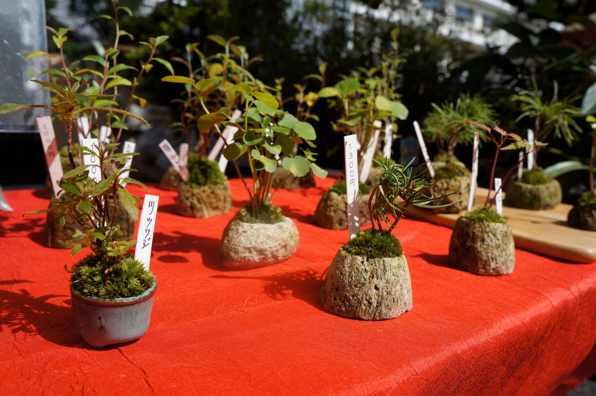 Close-up of kokedama bonsai on a red table, highlighting plant artistry outdoors.