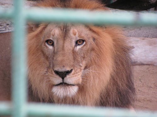 Free A Lion in a Cage Stock Photo