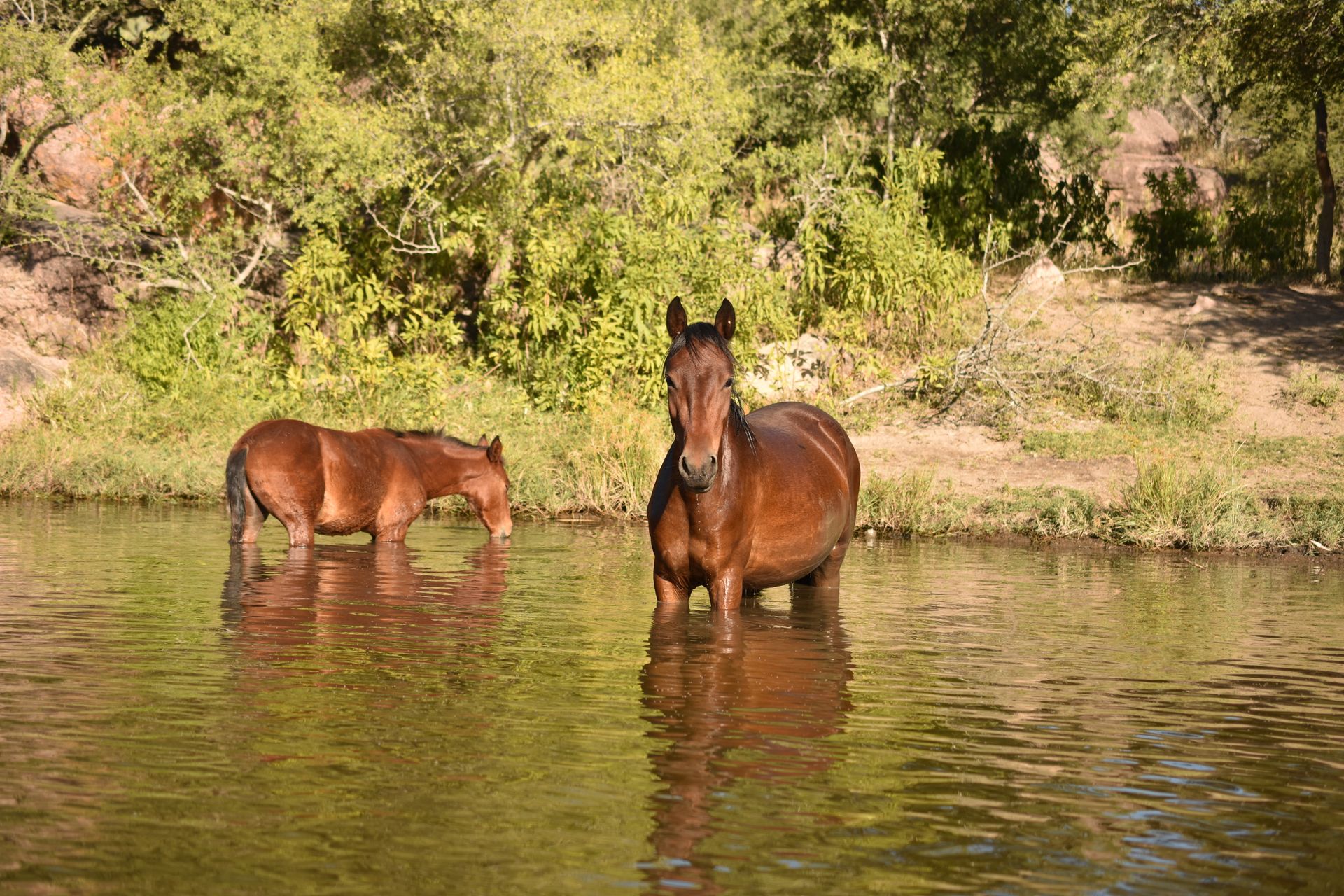 Two horses standing by a serene river in a lush forest setting under daylight.