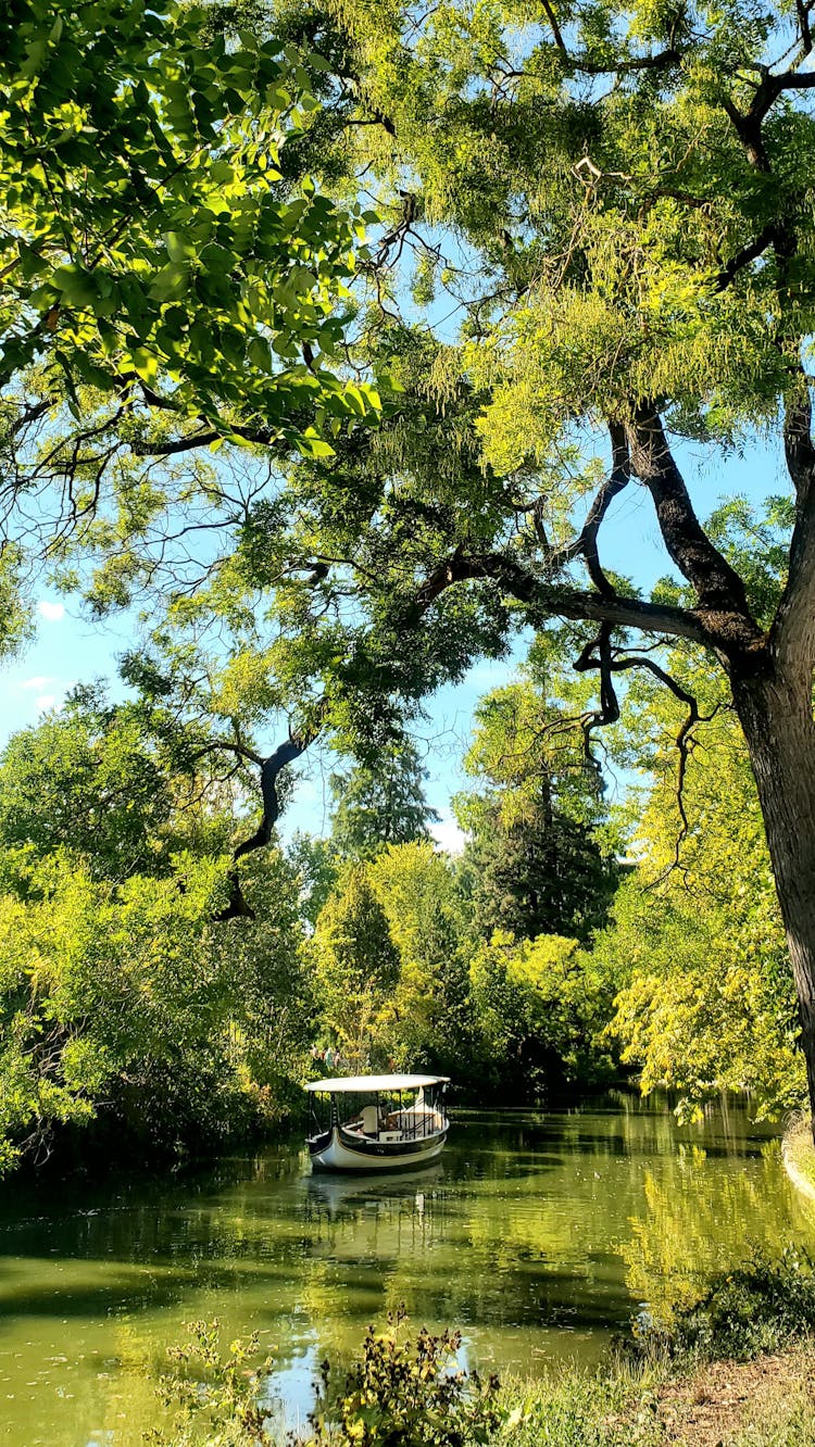 Boat On The River Swamp