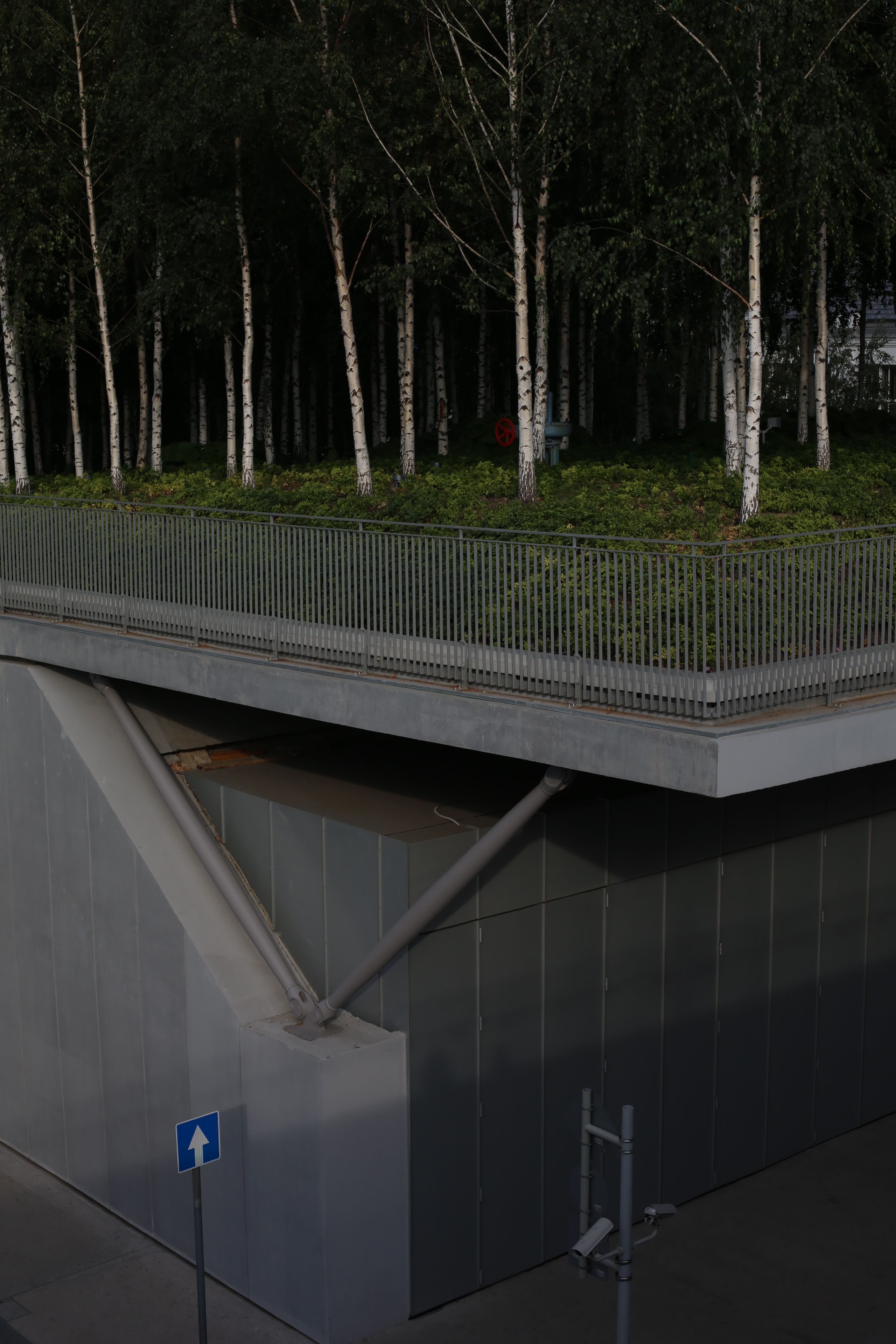 Contemporary urban overpass with birch trees, combining nature and architecture in a serene park setting.