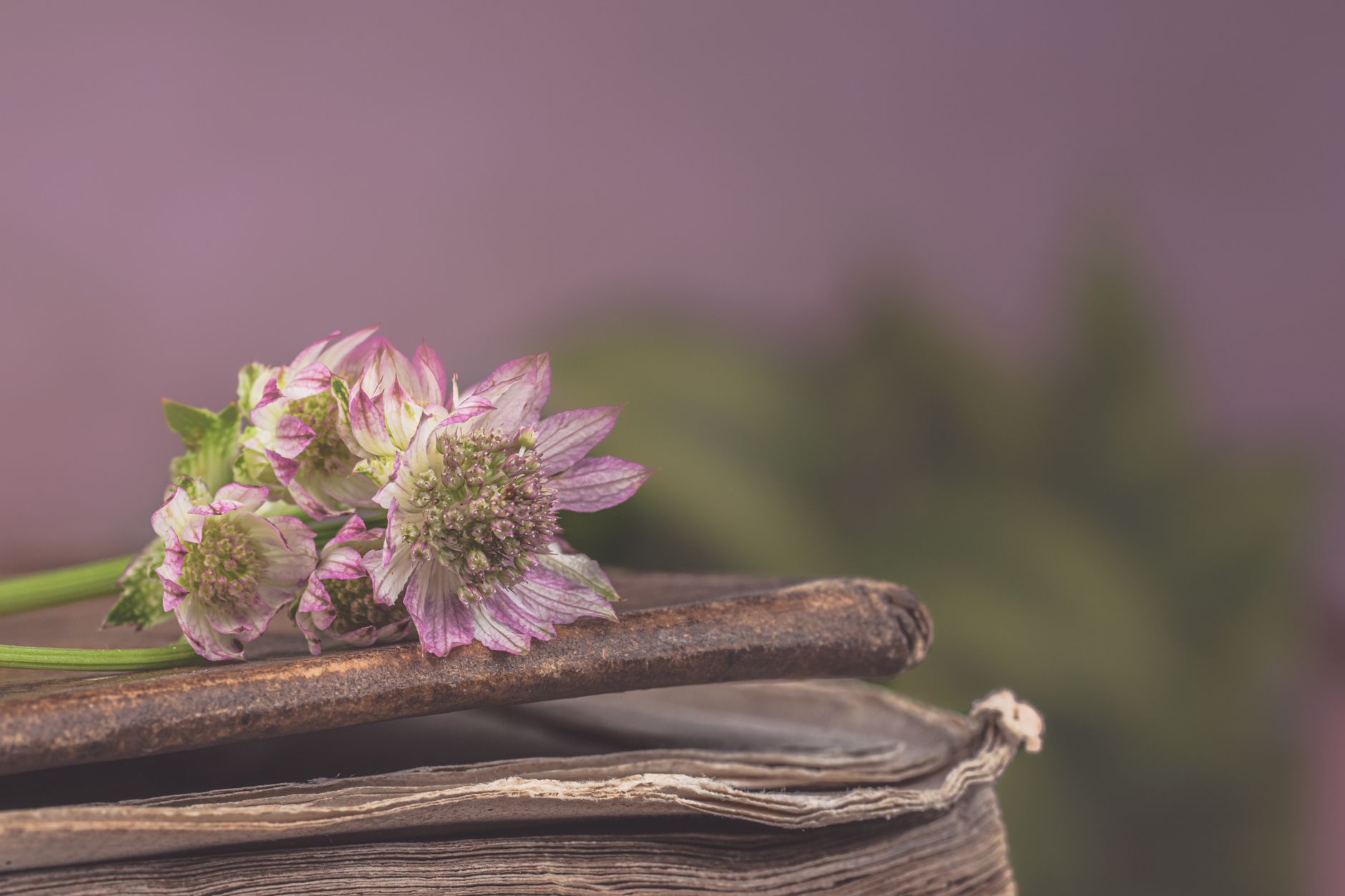 Fenbendazole cancer book — Close-up of astrantia flowers resting on worn vintage books, soft pastel tones.