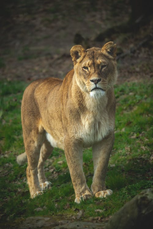Close-Up Shot of a Brown Lioness on Green Grass