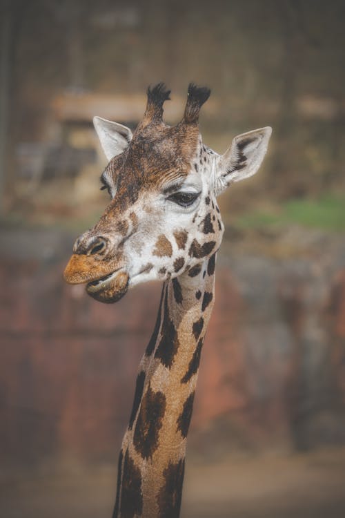 Giraffe in Close Up Photography