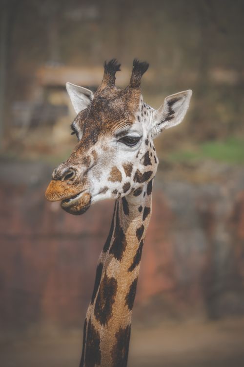 Free Close-up portrait of a giraffe displaying its unique features in a wildlife setting. Stock Photo