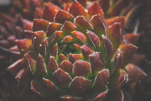 A Macro Shot of a Houseleek