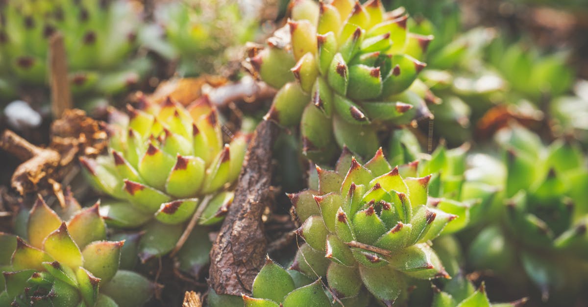 Cultiver des Légumes Feuilles en Micro-Jardin Urbain