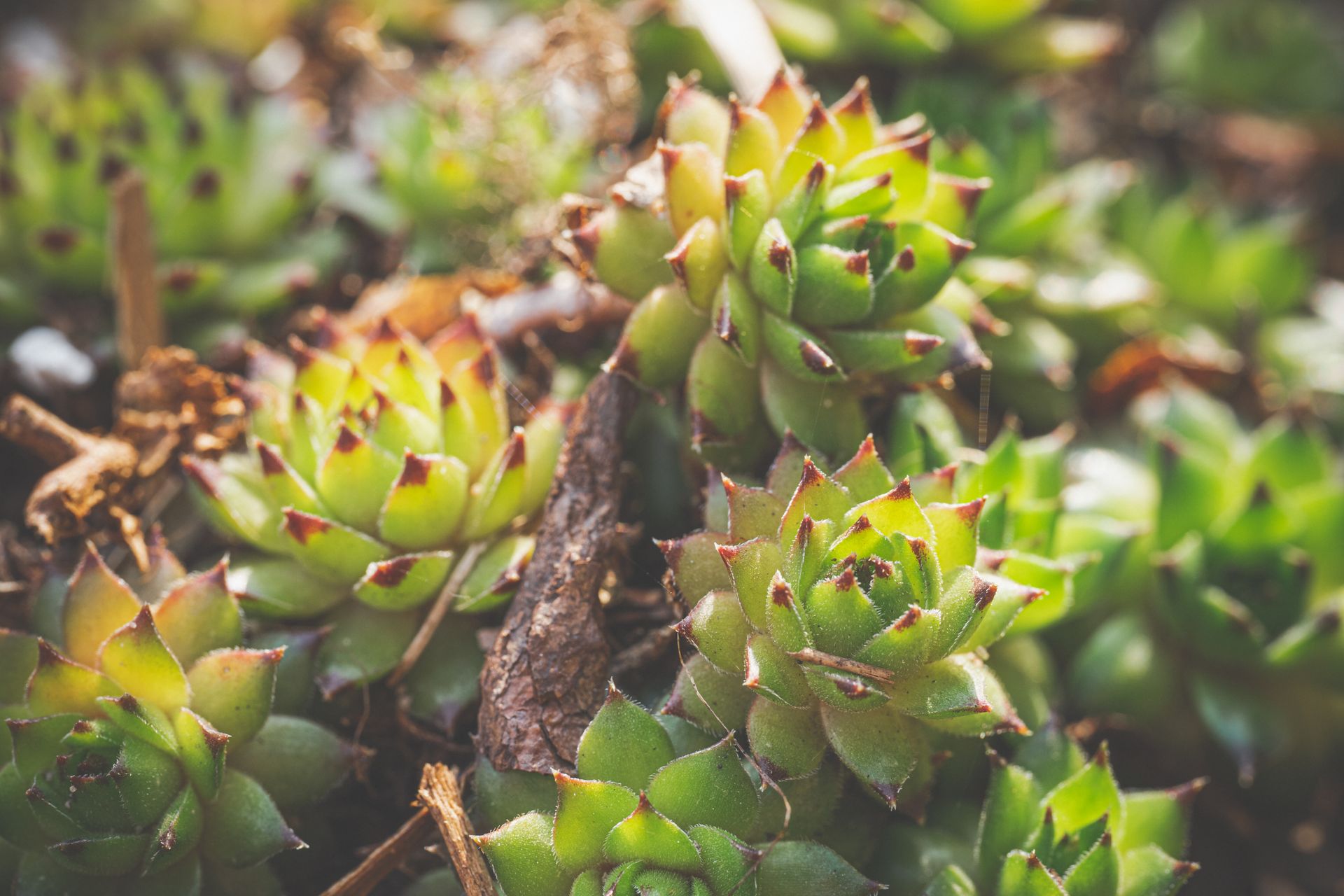 Bright succulent plants captured in a detailed close-up, showcasing their unique textures.