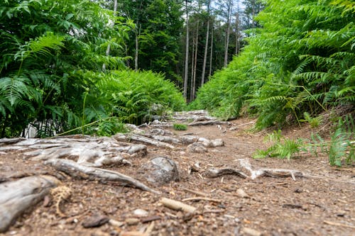 A Pathway in a Forest with Exposed Tree Roots