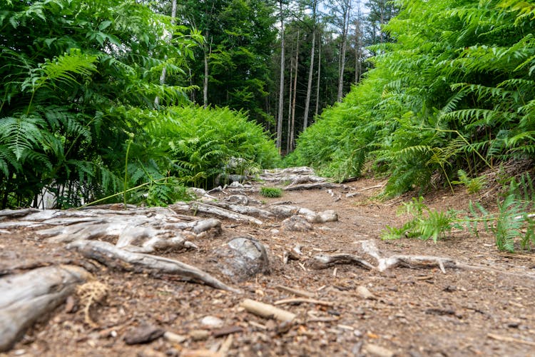 A Pathway In A Forest With Exposed Tree Roots