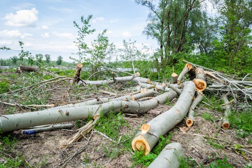 Immagine gratuita di albero, deforestazione, foresta