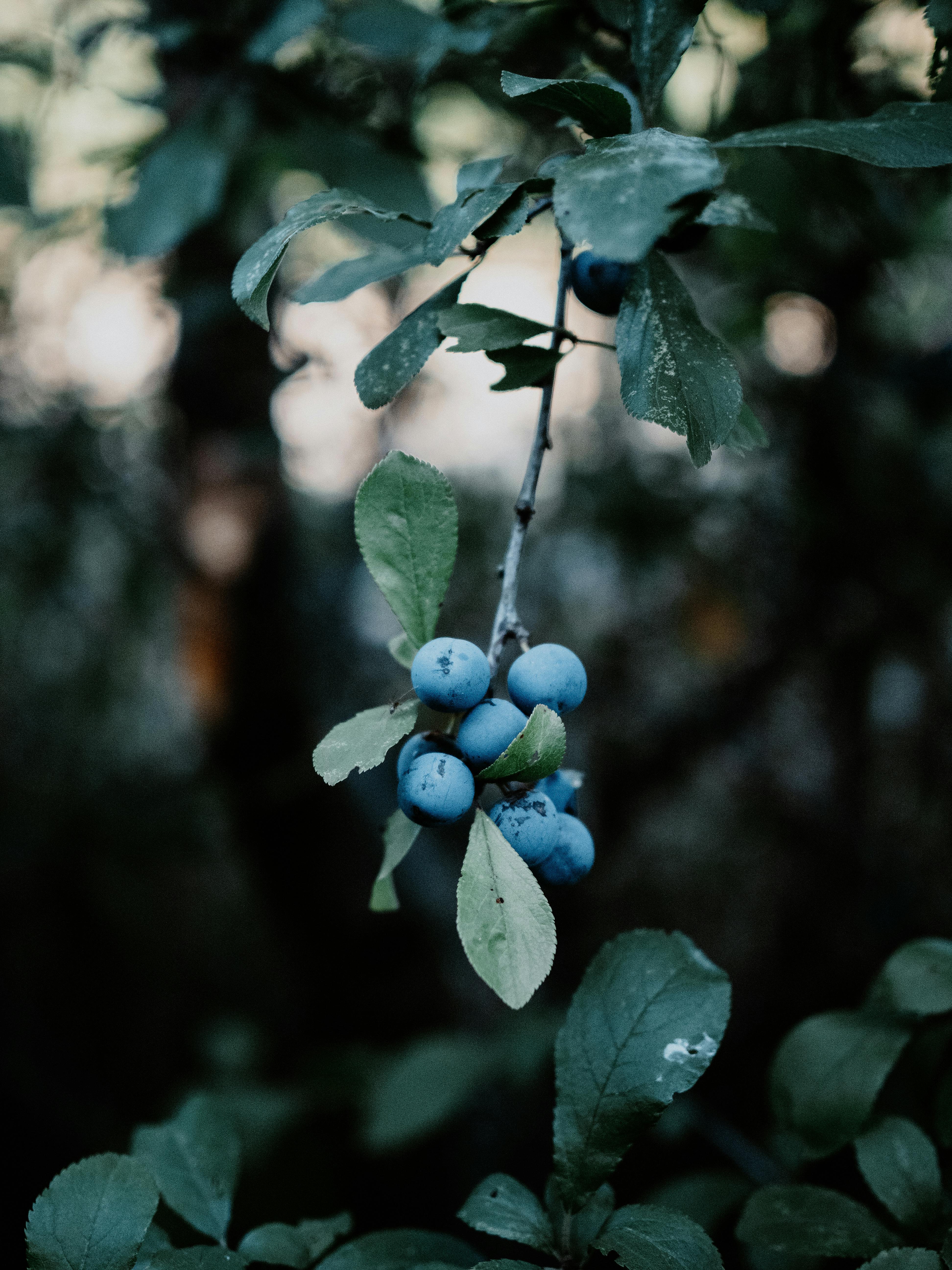 Blueberries Growing on Branch · Free Stock Photo