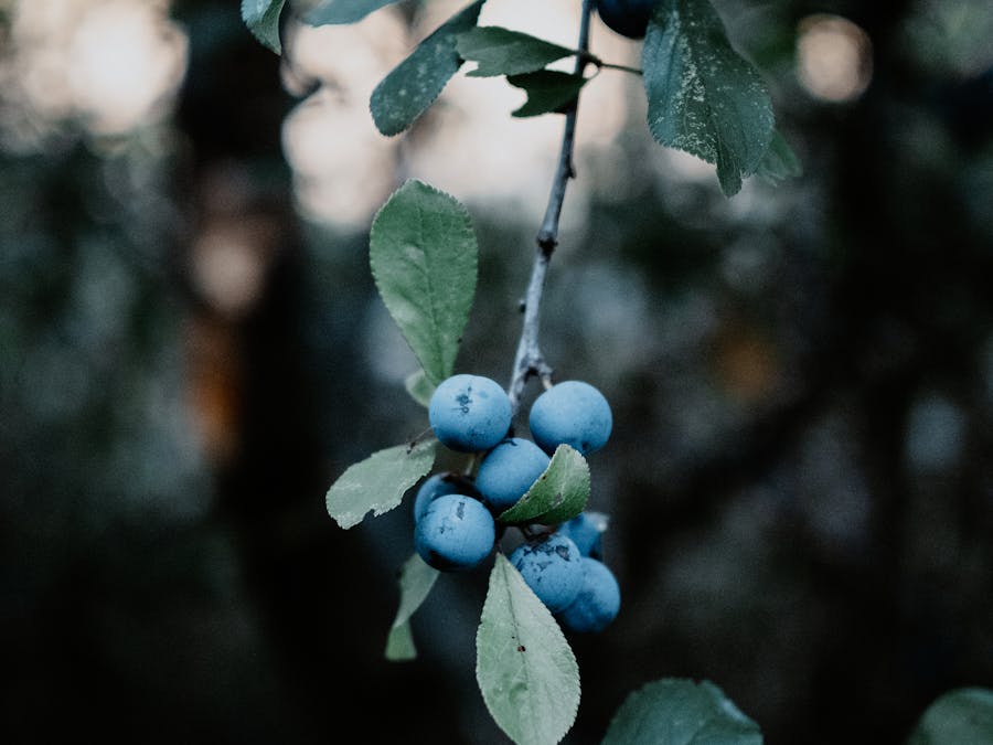 Can I have blueberries on keto?