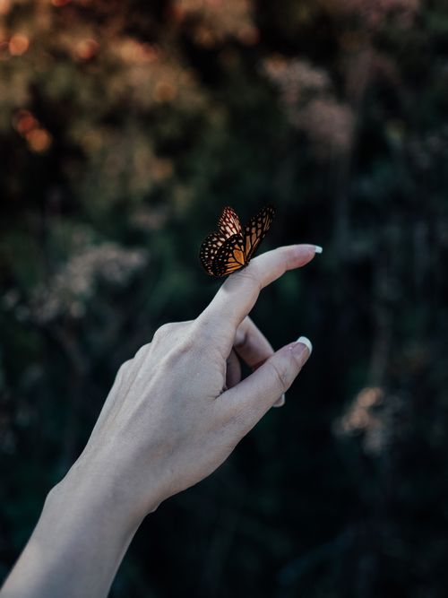 Free A delicate butterfly perches on a person's finger against a blurred outdoor background. Stock Photo
