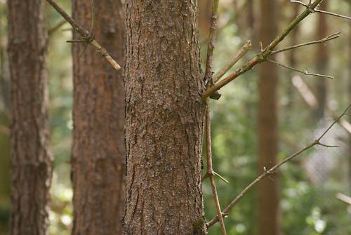 Ilmainen kuvapankkikuva tunnisteilla kasvikunta, puun kuori, puun oksat Kuvapankkikuva