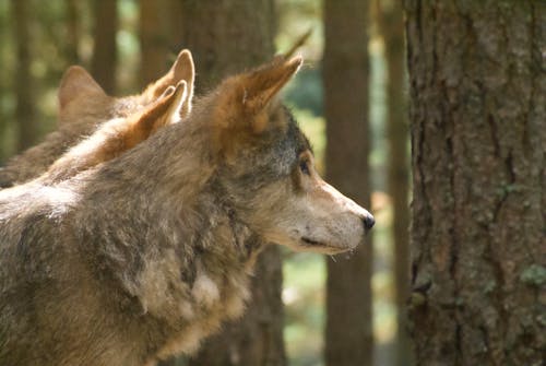 Brown and Black Wolf in Forest