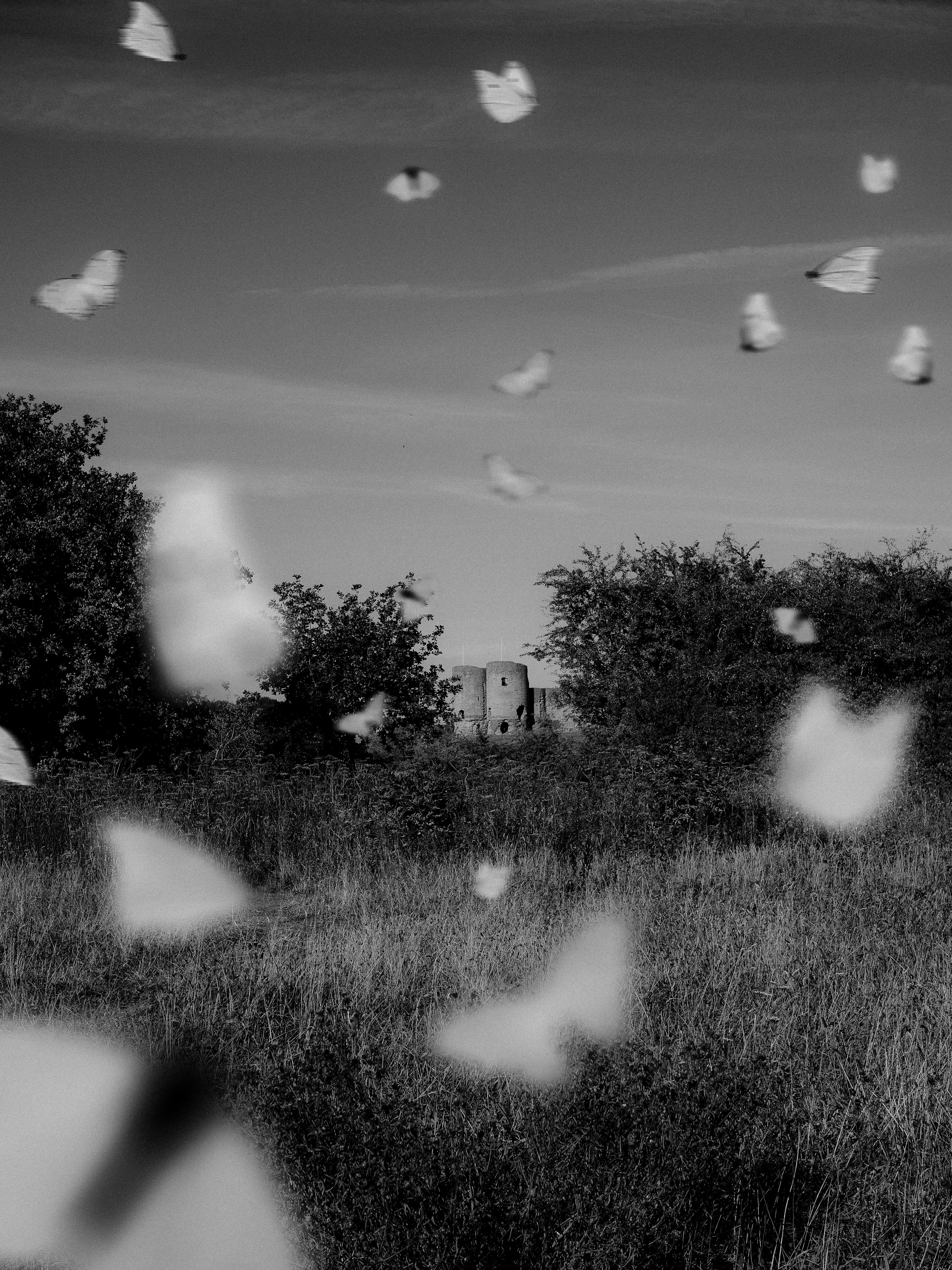 Black and white photo of butterflies fluttering over a field, capturing motion and natural beauty.