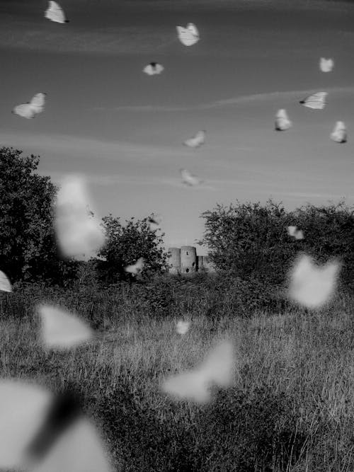 Free Grayscale Photo of Grass Field With Birds Flying Stock Photo