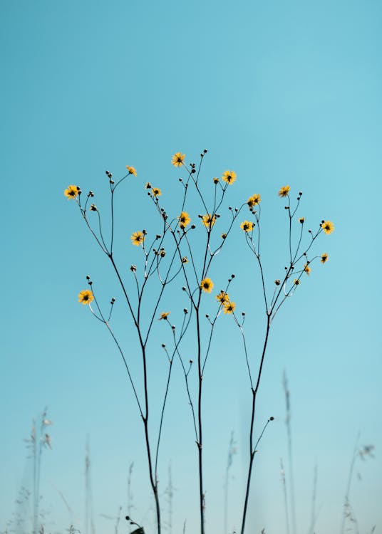 Wildflowers on Blue Sky Background · Free Stock Photo
