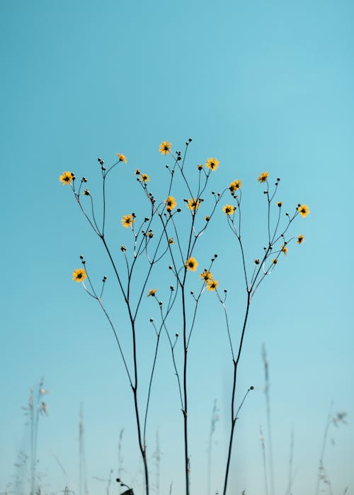 Wildflowers on Blue Sky Background