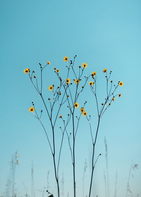 A stunning display of yellow wildflowers reaching towards a clear blue sky.