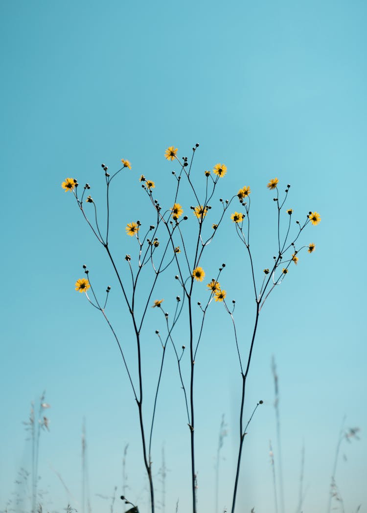 Wildflowers On Blue Sky Background