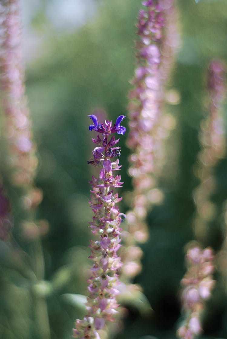 Close-up On Wild Sage Flowers