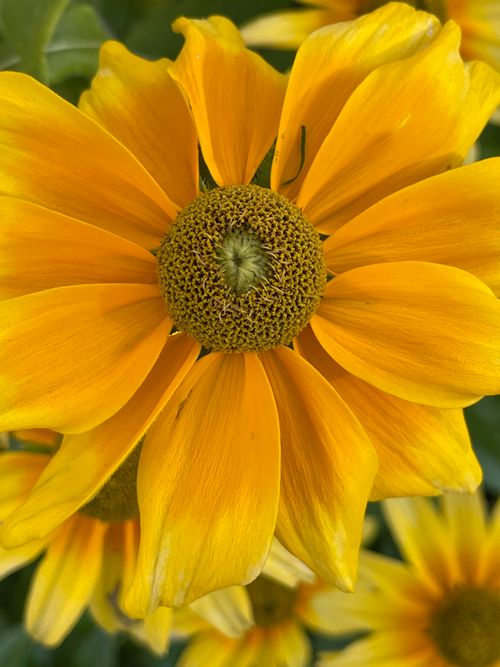Free Detailed close-up of a vibrant yellow sunflower in full bloom, showcasing nature's beauty. Stock Photo