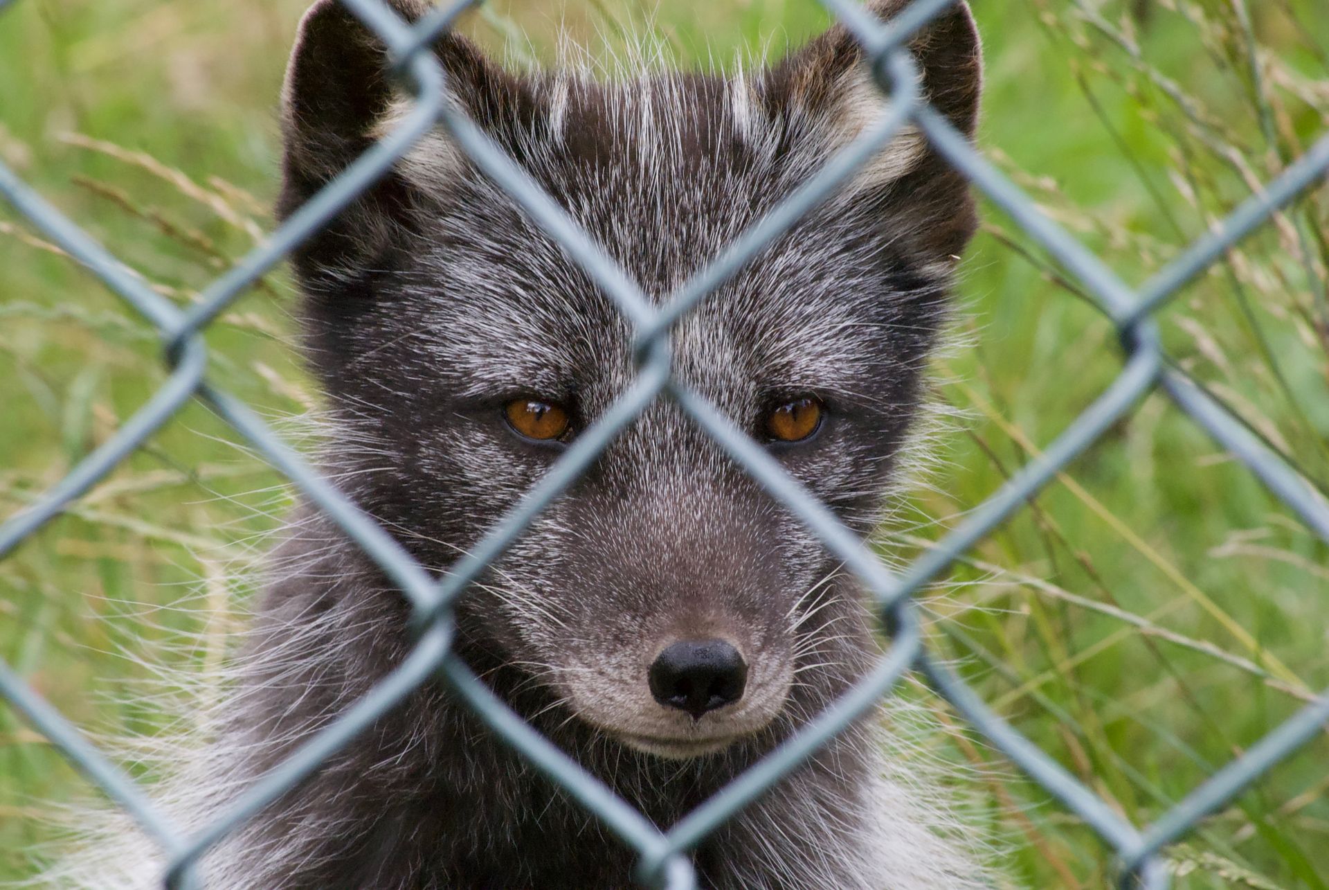 A Fox Behind Metal Chain Link Fence