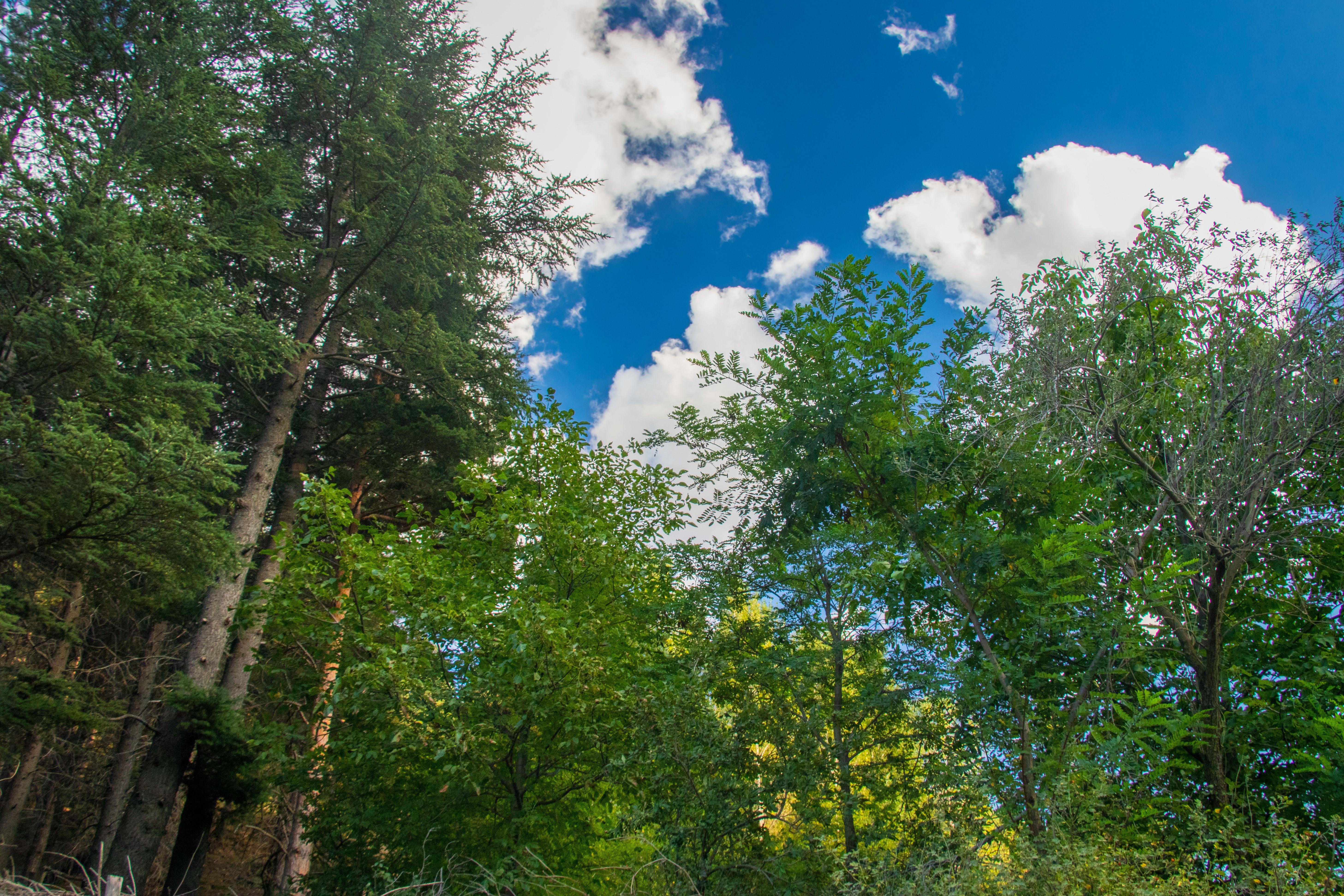 Low Angle Shot of Green Trees Under Blue Sky · Free Stock Photo