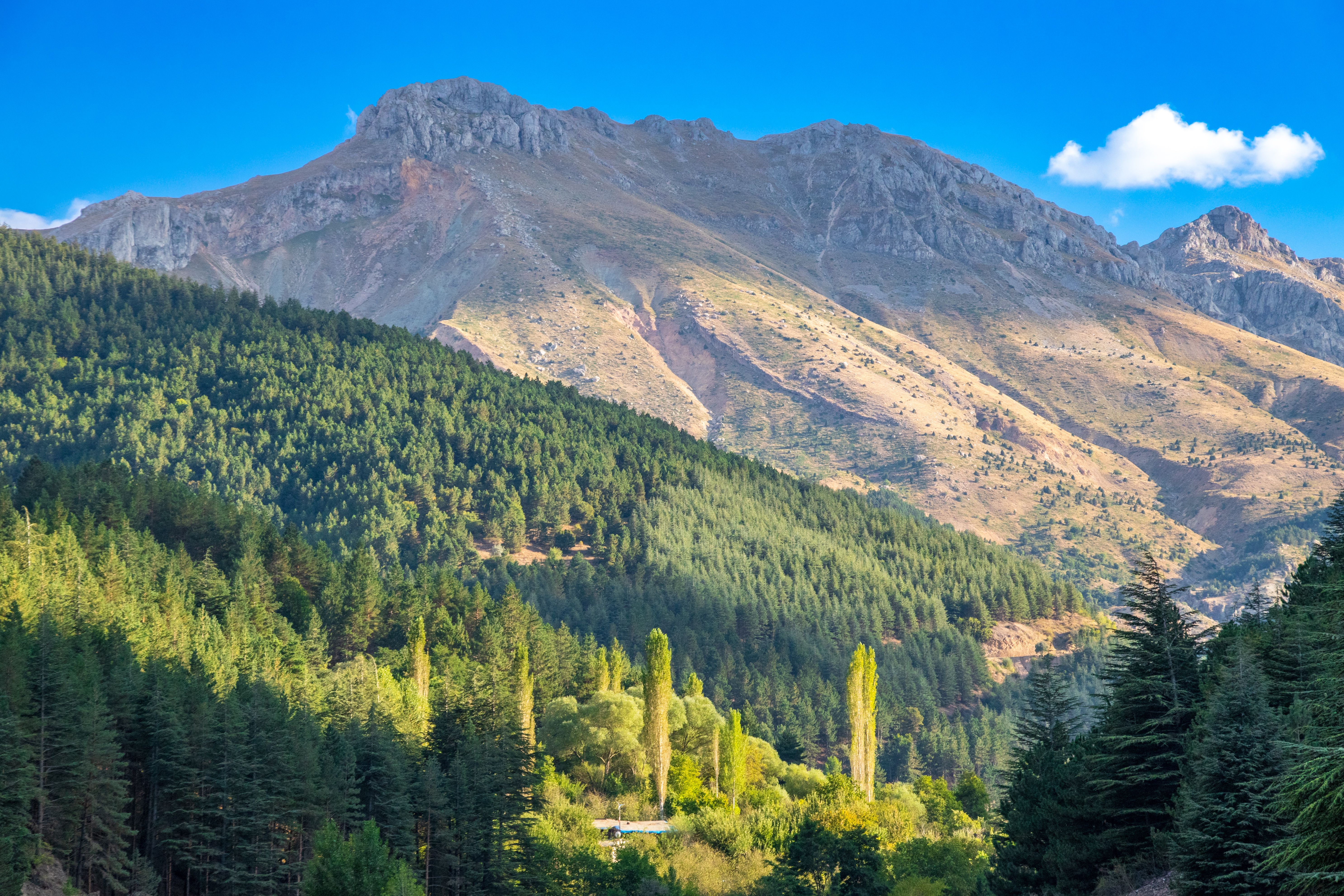 Green Trees Near Mountain Under Blue Sky · Free Stock Photo