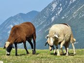 A peaceful scene of sheep grazing on lush grass with picturesque mountain backdrop.