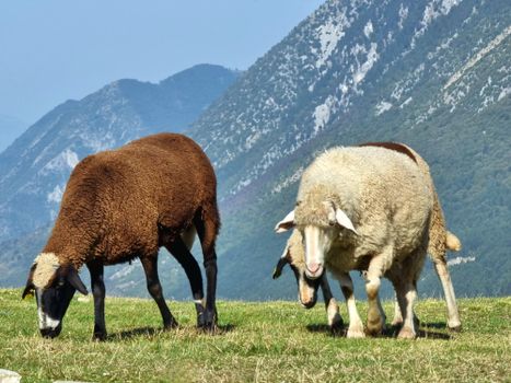 A peaceful scene of sheep grazing on lush grass with picturesque mountain backdrop.