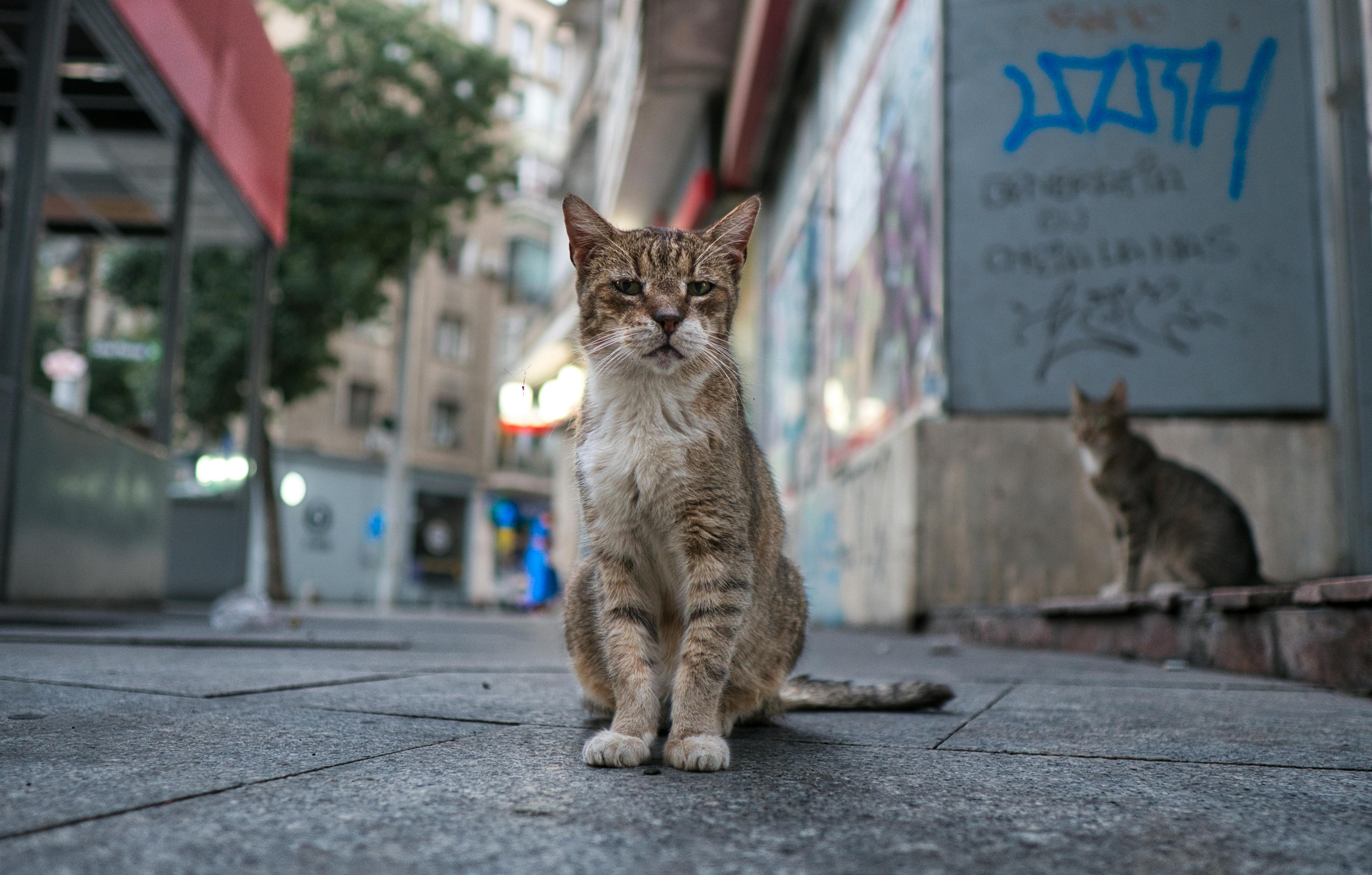 A street cat sitting on a Bucharest sidewalk in an urban environment.
