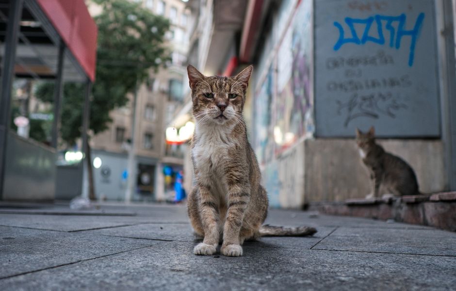 Călătoria unui Jako rătăcit pentru o mani-pedi pe Strada Fizicienilor din București