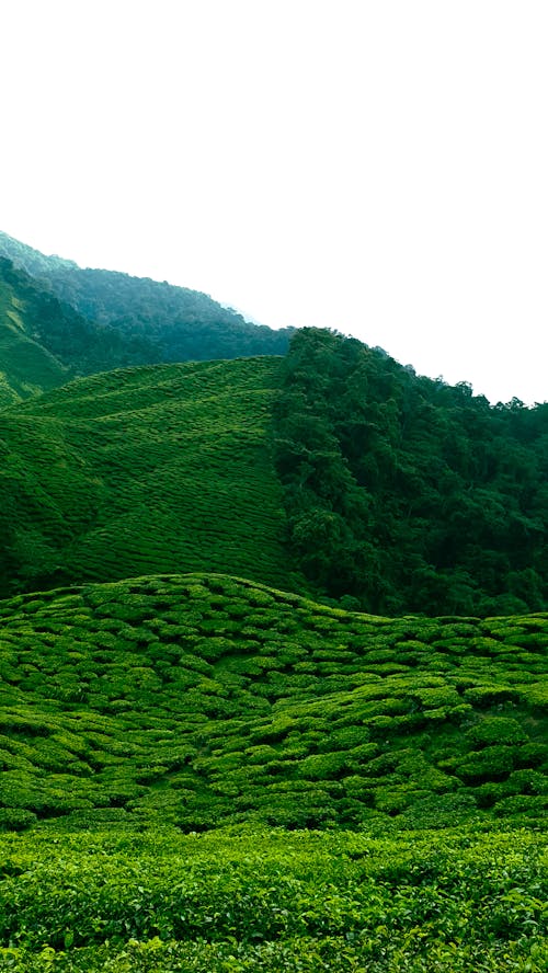 Immagine gratuita di albero del tè, collina, colline