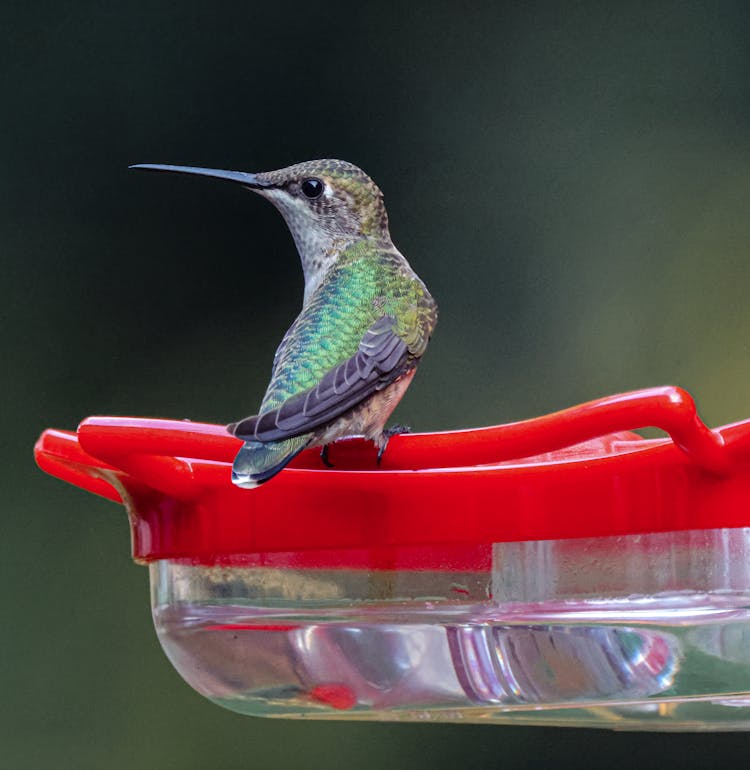 A Hummingbird Perched On A Water Feeder