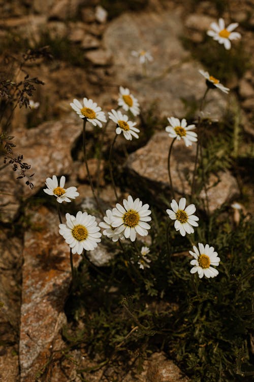 Free White and Yellow Flowers on Brown Rock Stock Photo