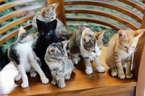 Ingyenes stockfotó bolyhos, cica, macska témában