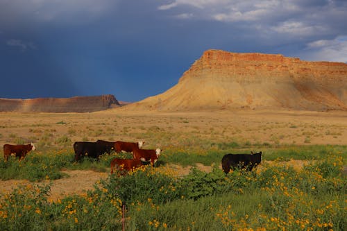 奶牛, 家畜, 棕色山脉 的 免费素材图片