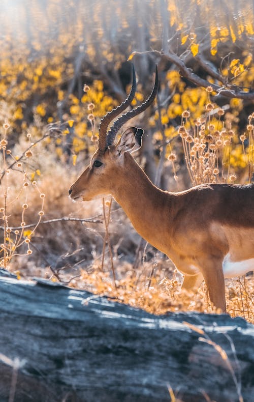 Brown Impala Standing on Brown Grass