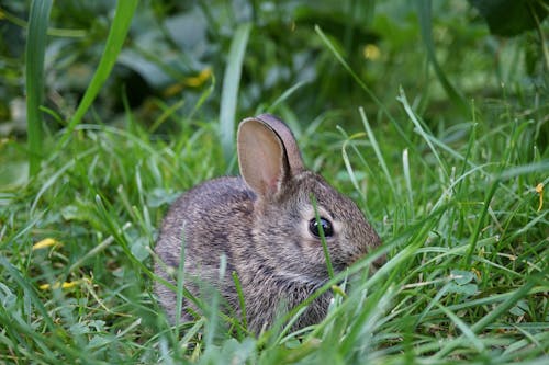 Close-up Photo of a Cute Bunny 