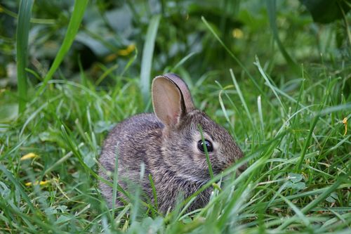 Free Adorable close-up of an Eastern Cottontail rabbit camouflaged in green grass. Stock Photo