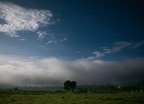 Imagine de stoc gratuită din arbore, câmp înverzit, cer albastru