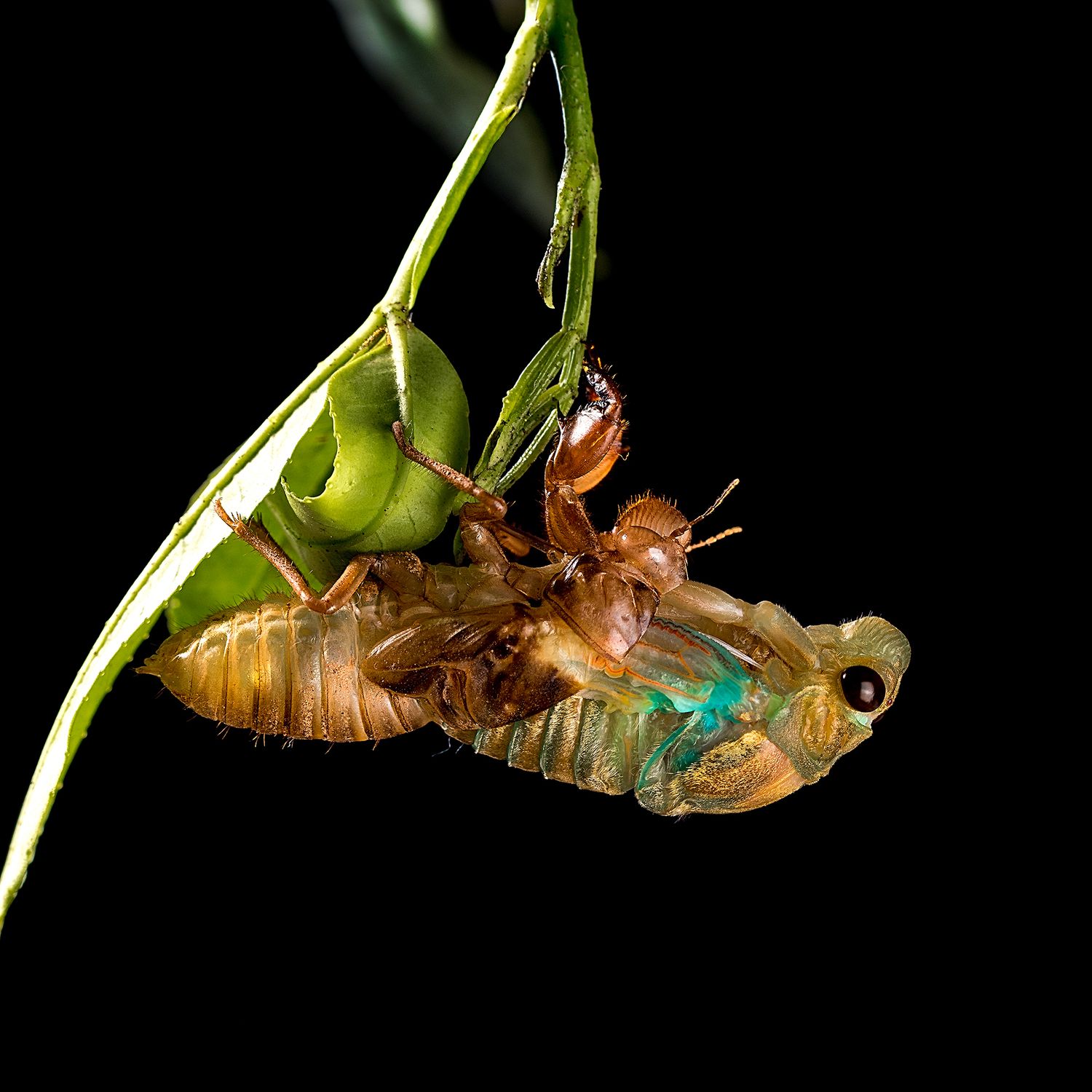 High Contrast Insect Close Up Photo of a Molting Insect · Free Stock Photo