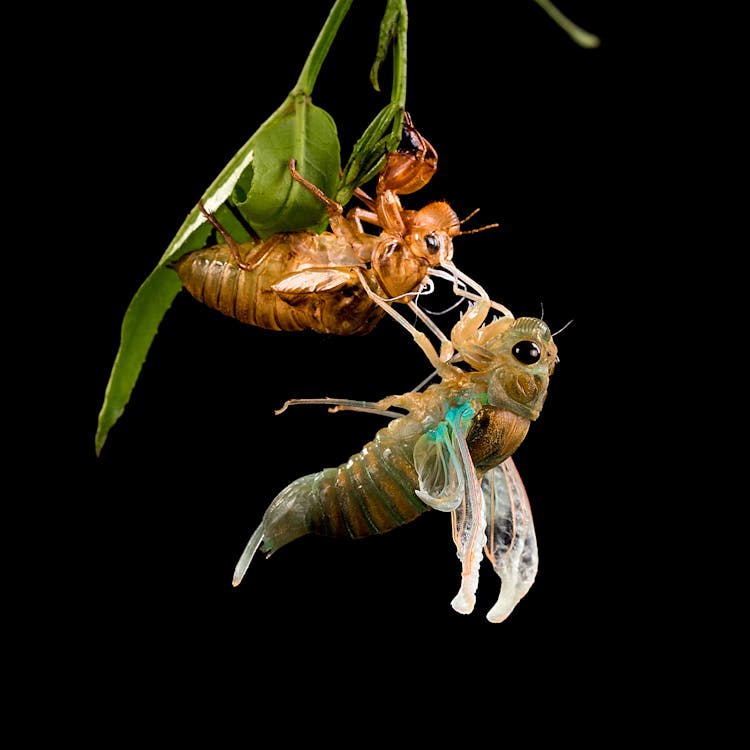 Macro Photography Of Periodical Cicadas Insects 