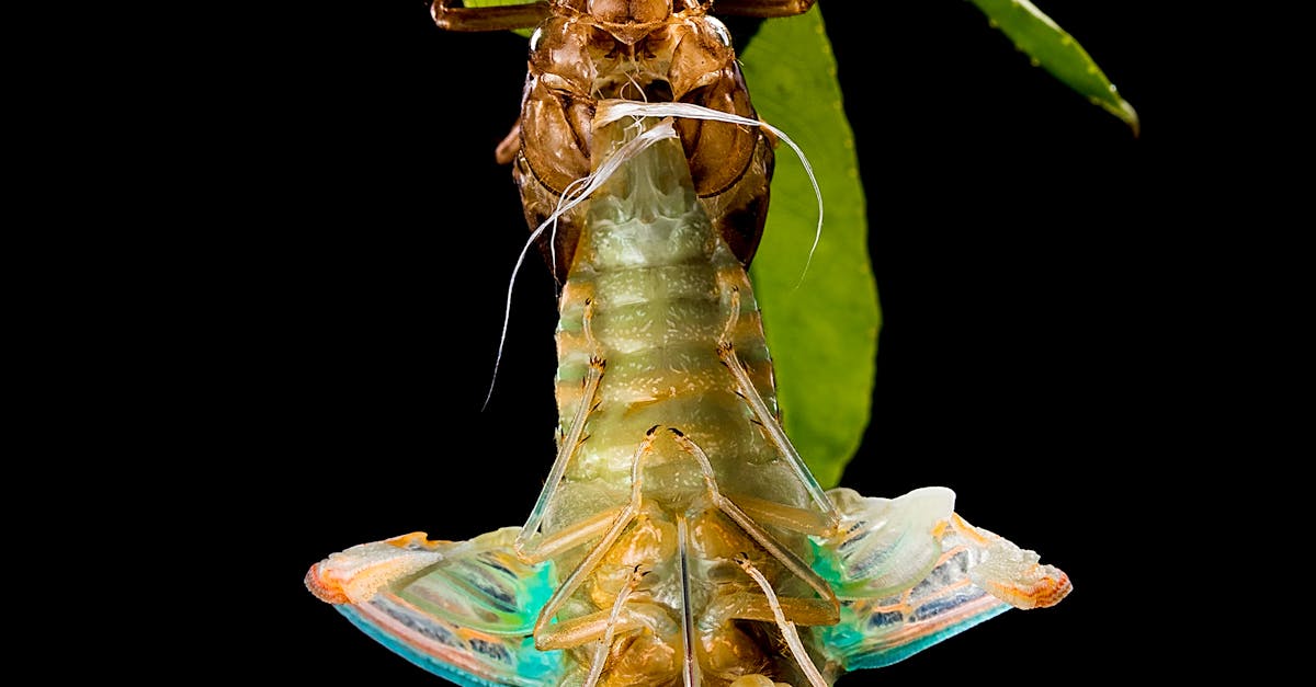 Photo of an Insect Molting · Free Stock Photo