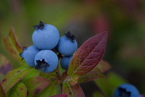 Close-Up Photo of Fresh Blueberries