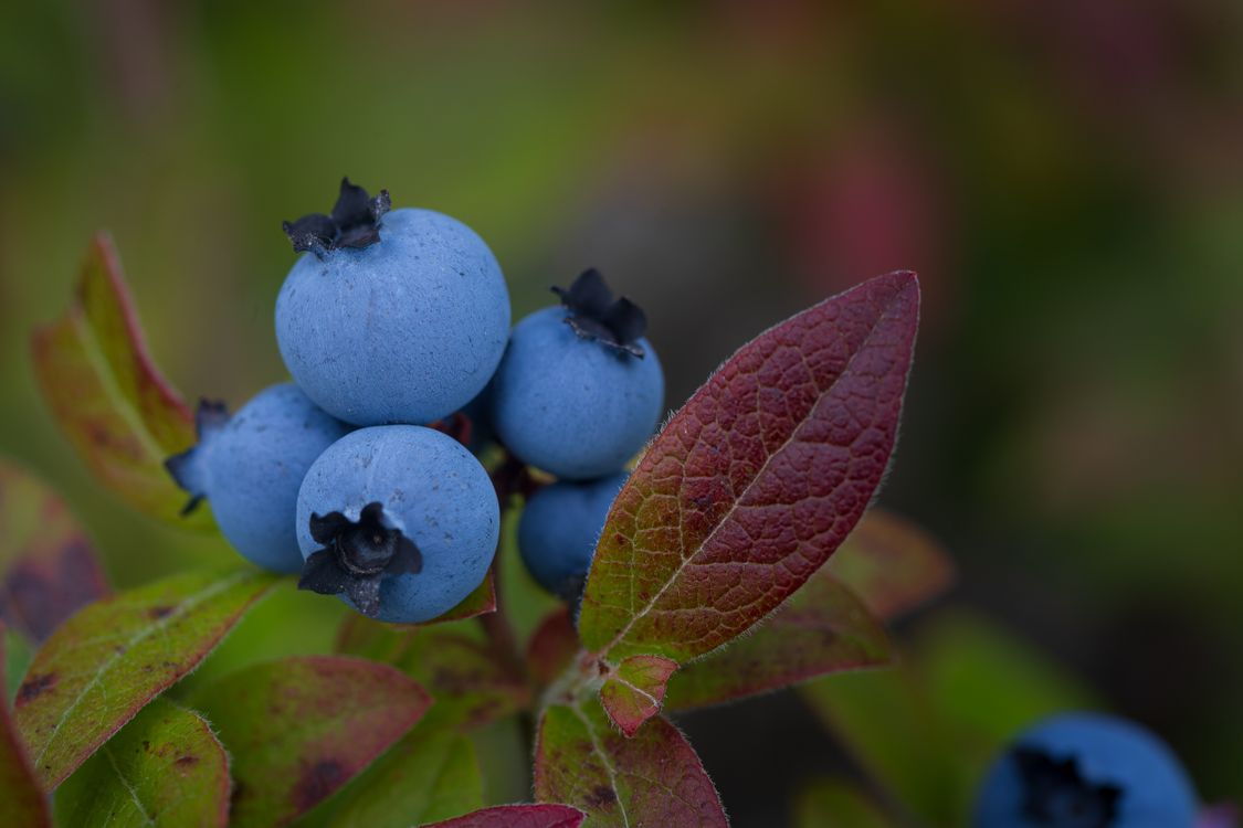 Blueberrr Close-Up Photo of Fresh Blueberries · Free Stock Photo
